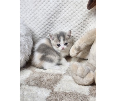 브리티쉬숏헤어 분양합니다